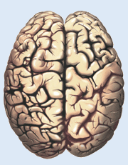 Unser Gehirn
